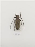 藏品(桑天牛)的圖片